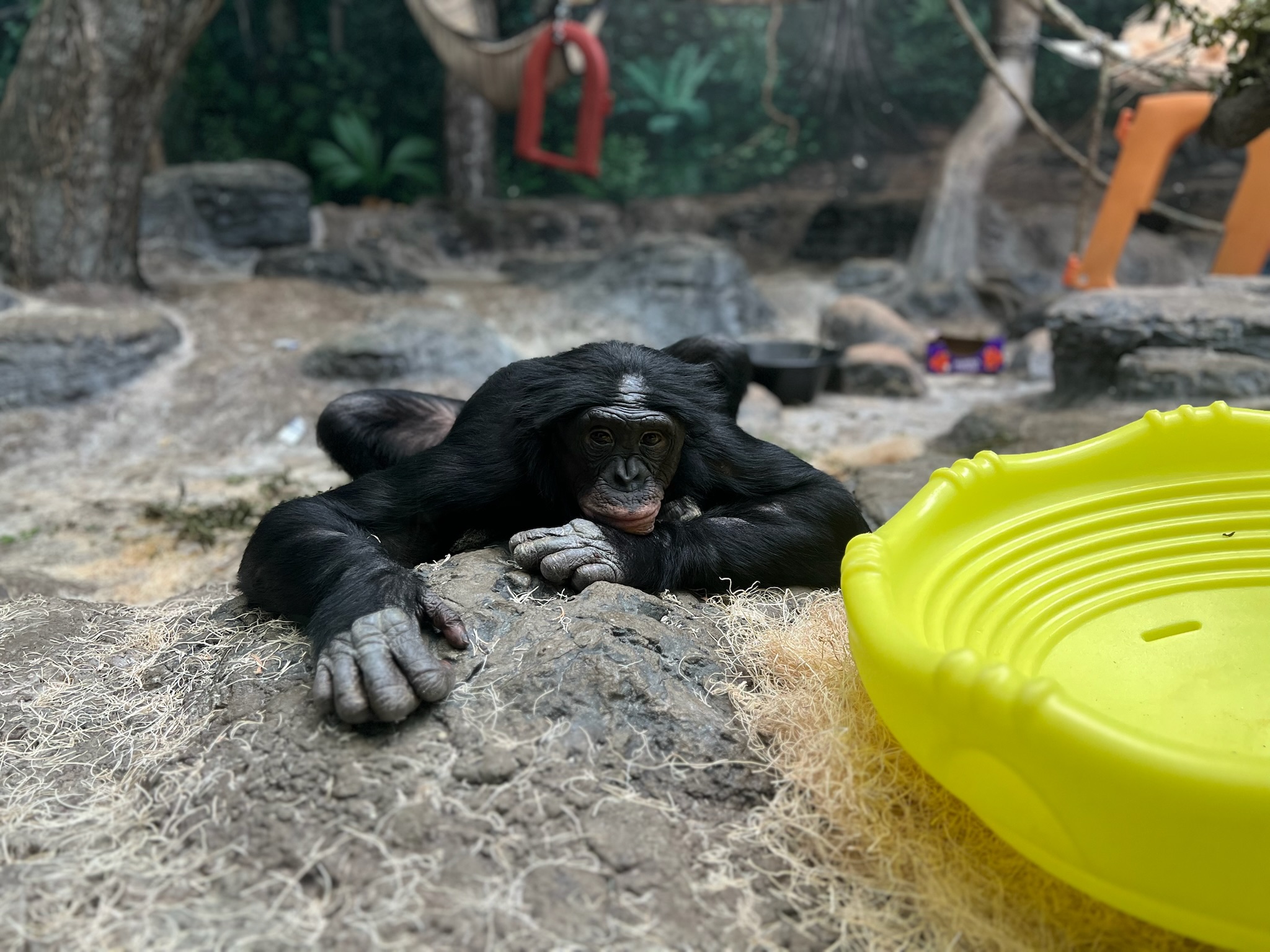 bonobo