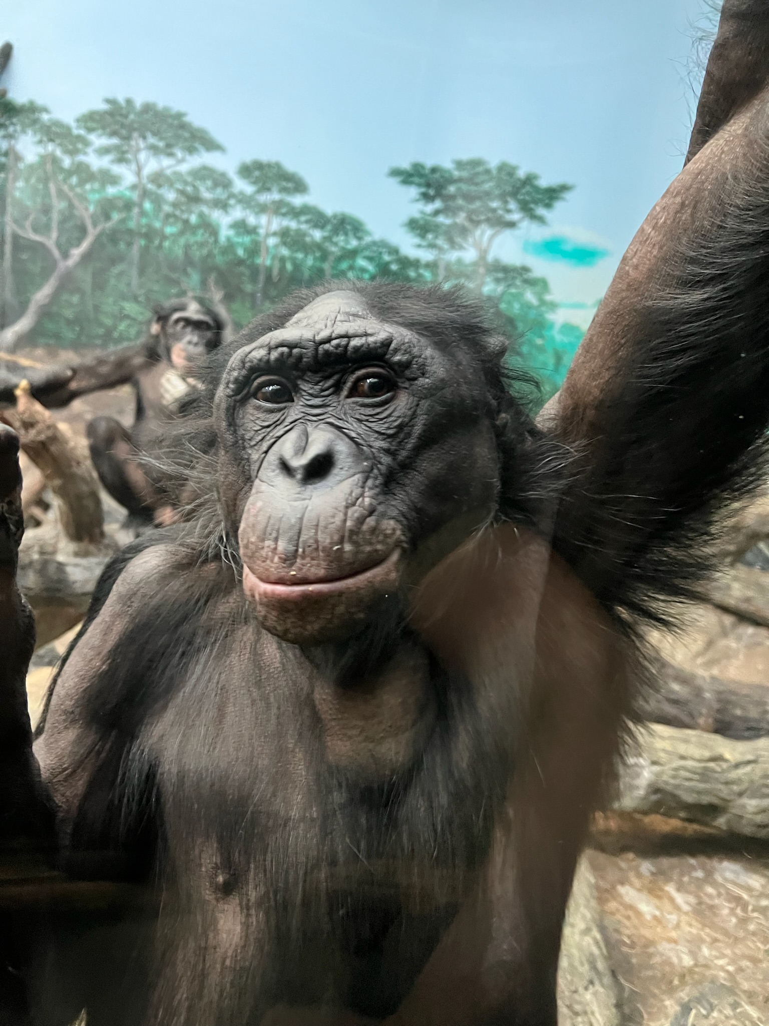bonobo