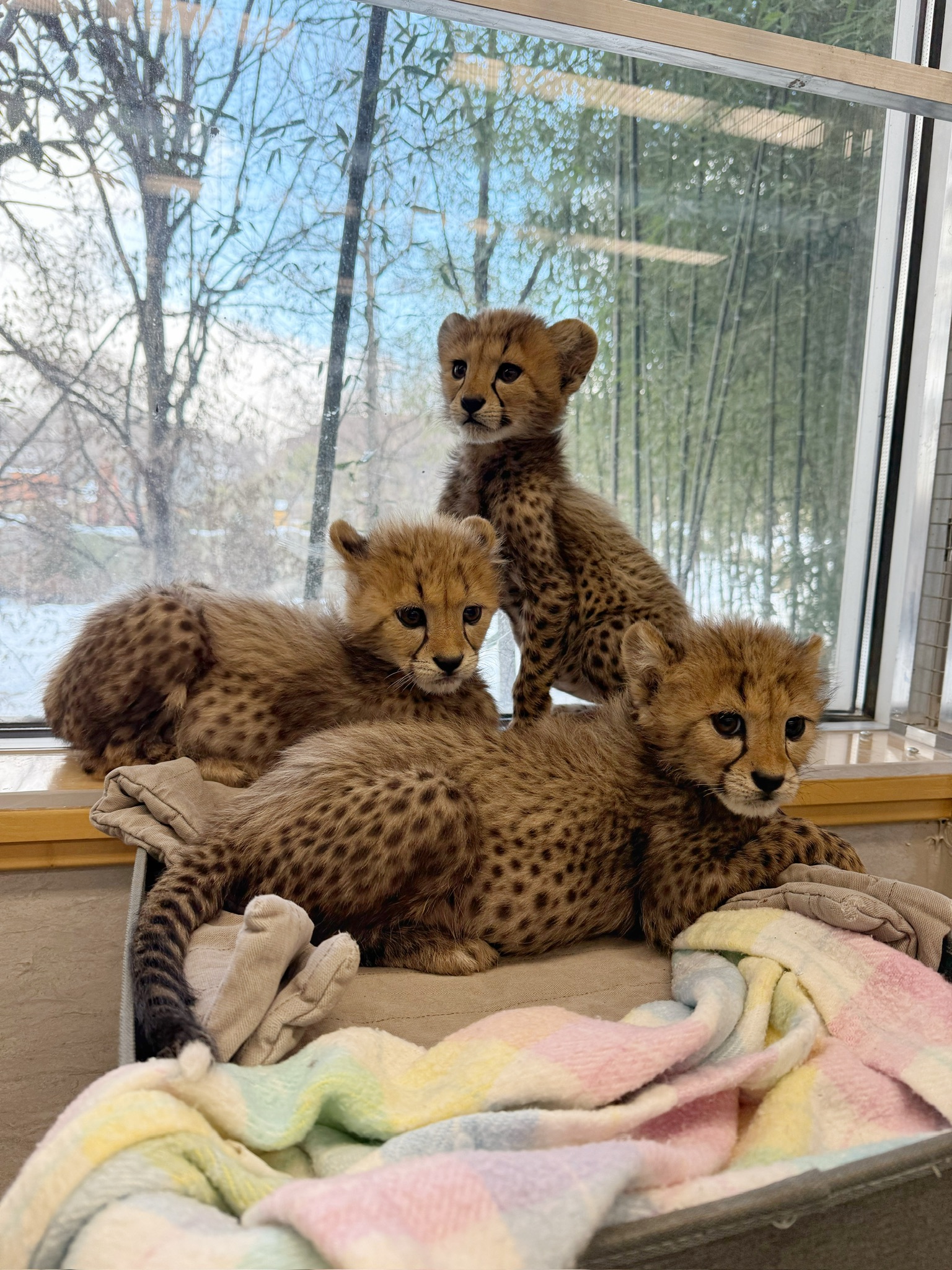 Cheetah Cub Sisters Making Great Strides