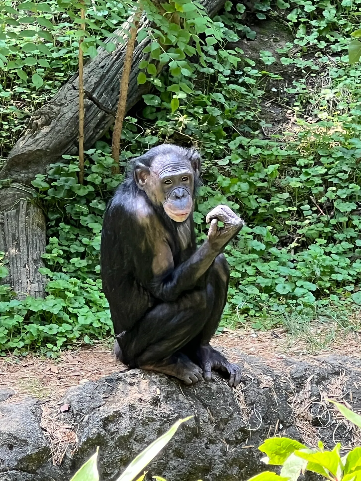 bonobo