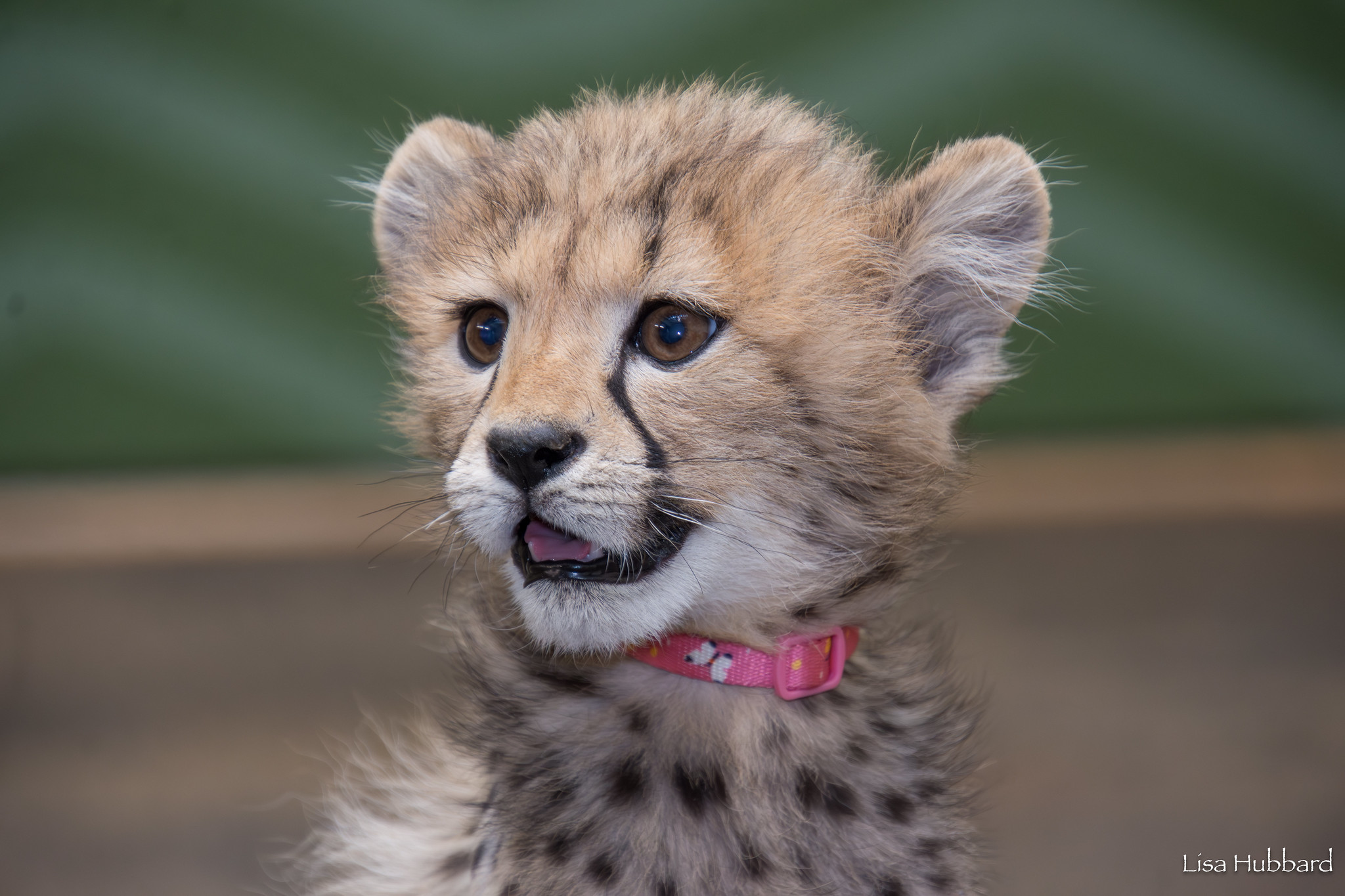 Cheetah Behavior Cheetah Behavior