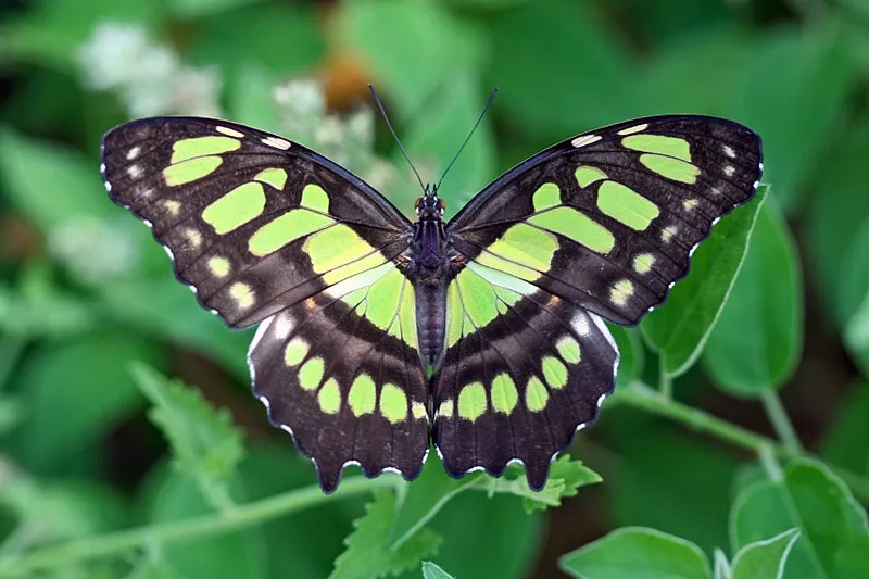 Butterfly IDs - Cincinnati Zoo & Botanical Garden