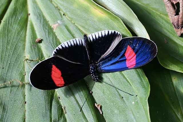 Passion Flower Butterfly