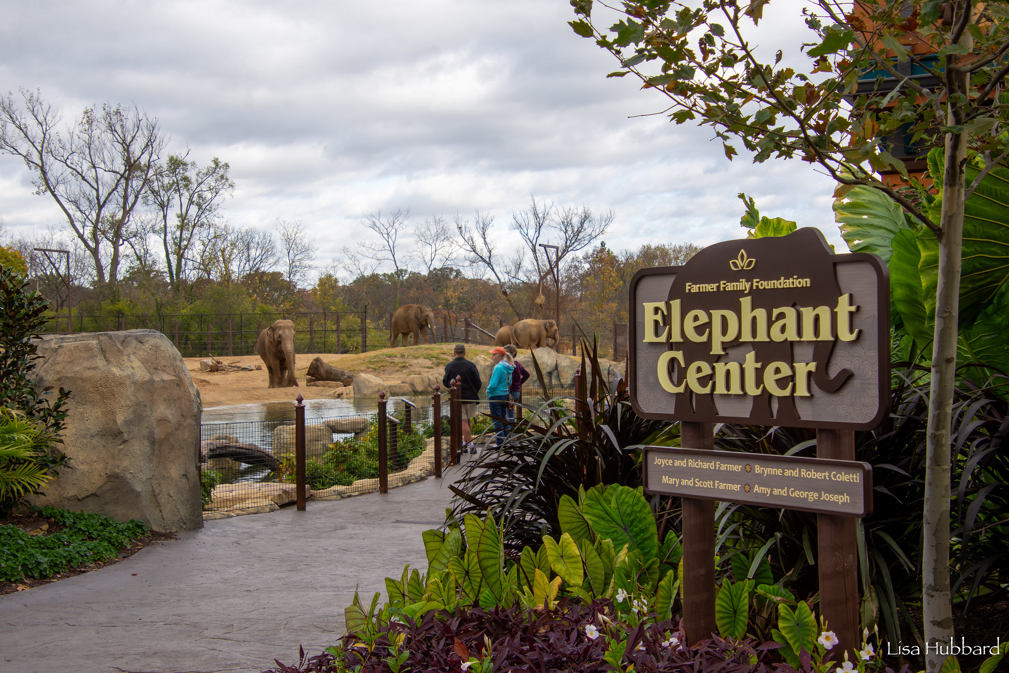 elephant trek