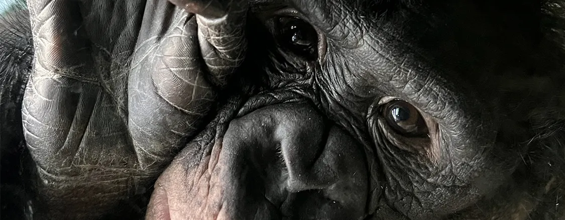 bonobo