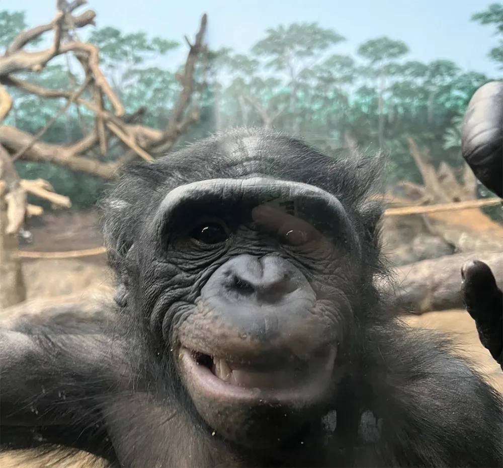 bonobo