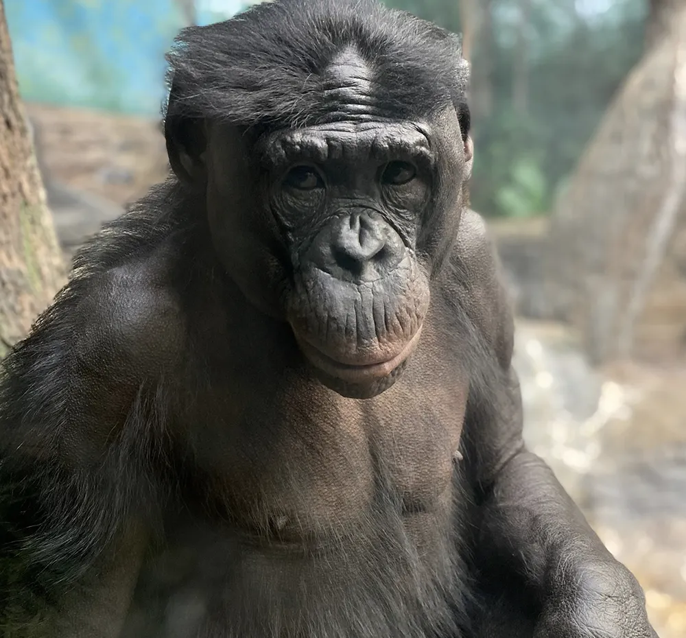 bonobo