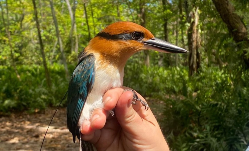 Conservation Grants: Helping Cincinnati Zoo Employees Make a Global Impact