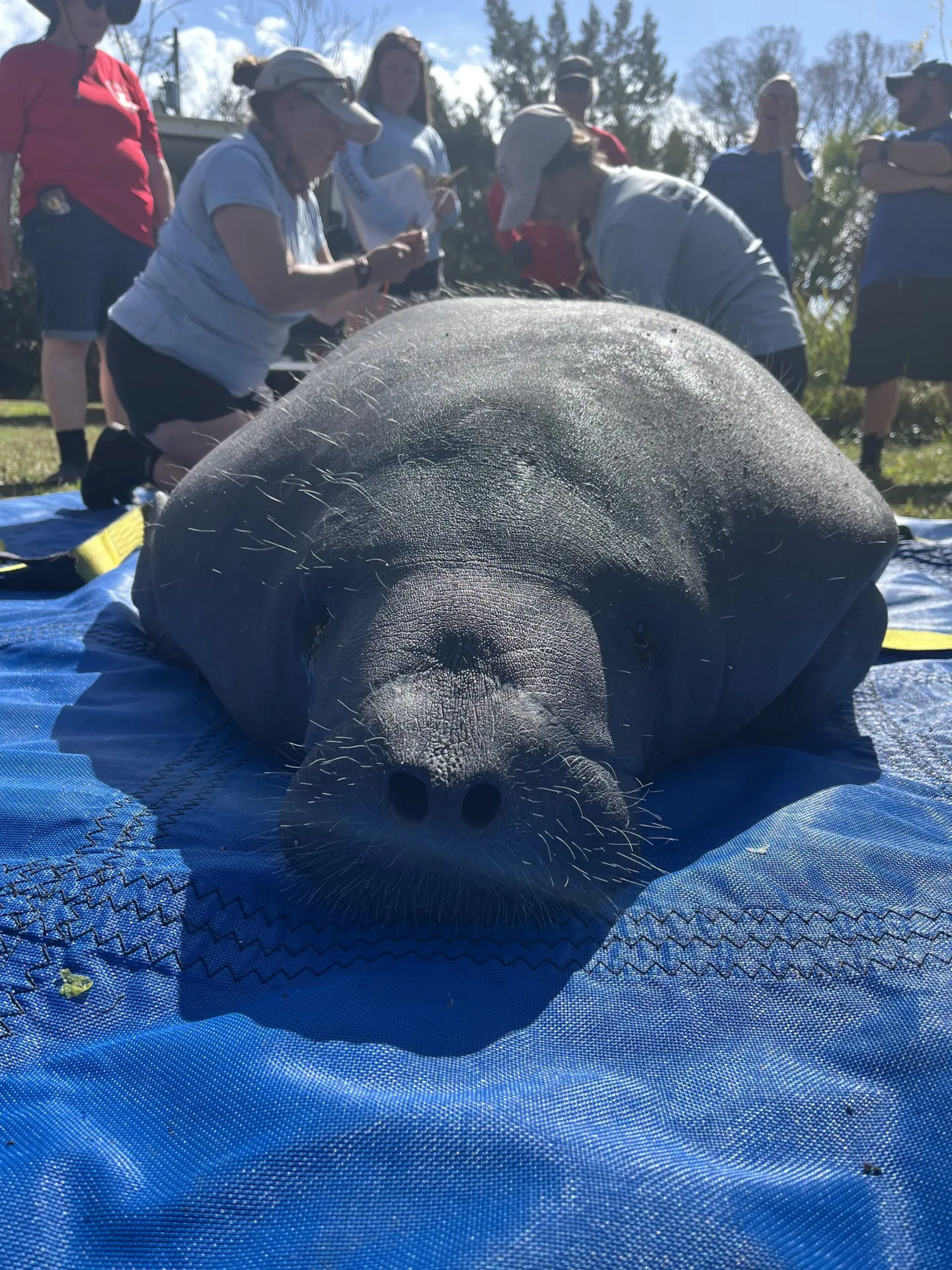 Waffles and Nolia’s Big Adventure: Returning Manatees to Florida’s Wild Waters