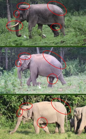 elephant in asia - how to use elephant sizes to tell elephants apart