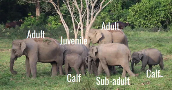 elephant in asia - how to use elephant sizes to tell elephants apart