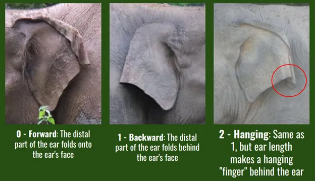elephant in asia - how to tell ear shapes a part