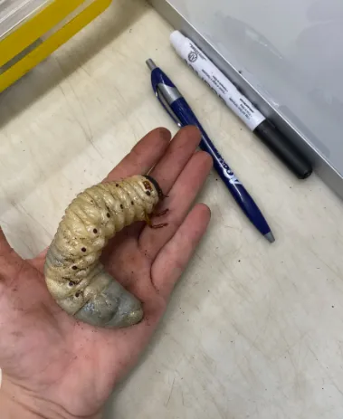 Goliath Beetle