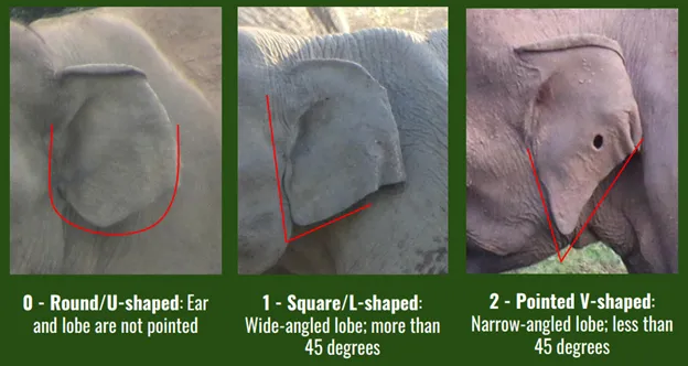 elephant in asia - how to tell ear shapes a part