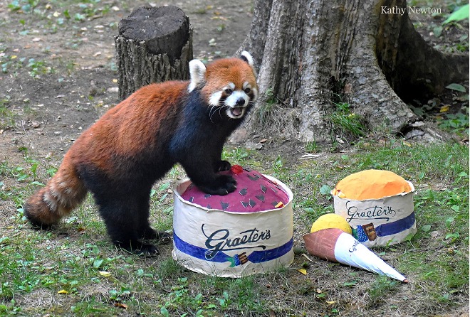 red panda with graeters enrichment