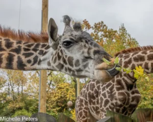 giraffe eating browse