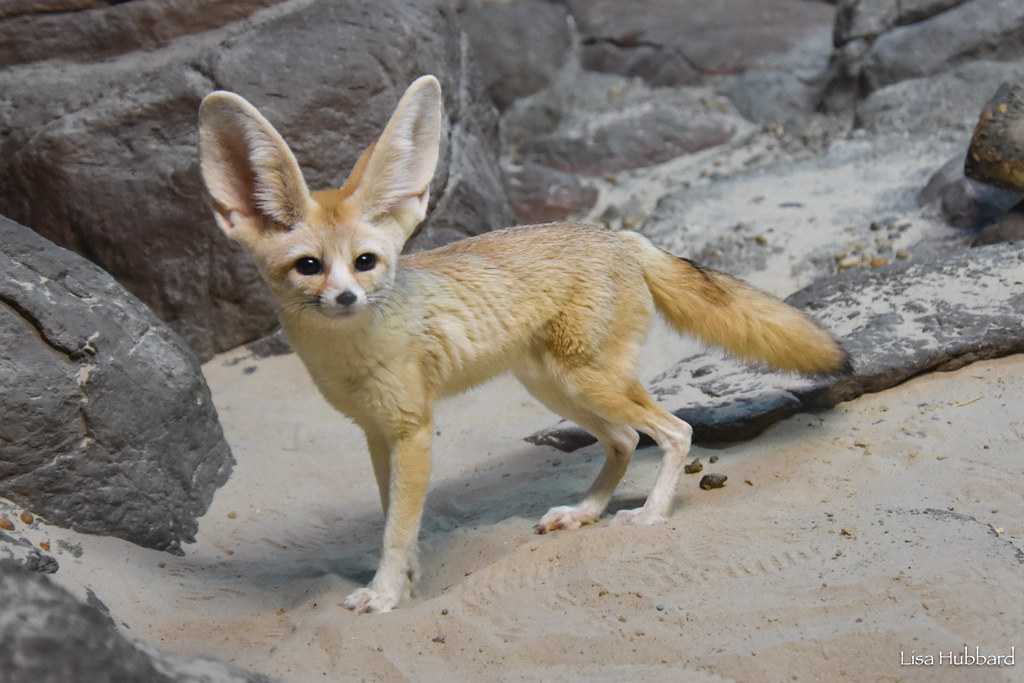 Big Changes for Little Foxes