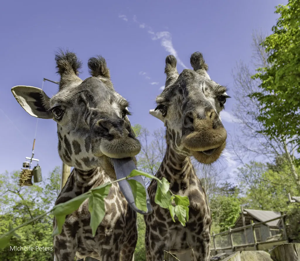 giraffe eating browse