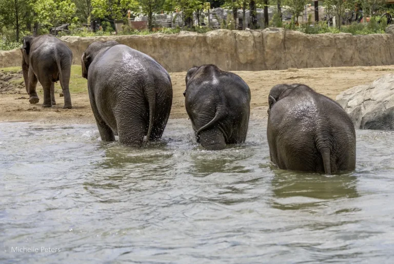 elephants walking out of the water