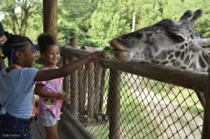 giraffe feeding