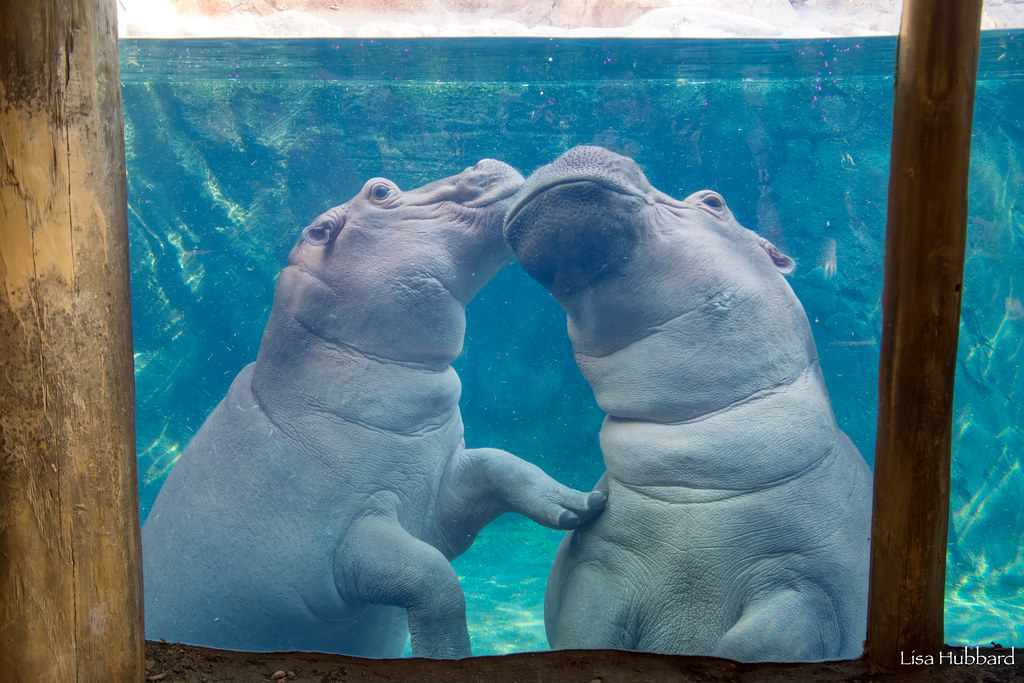 hippos fiona and fritz under water