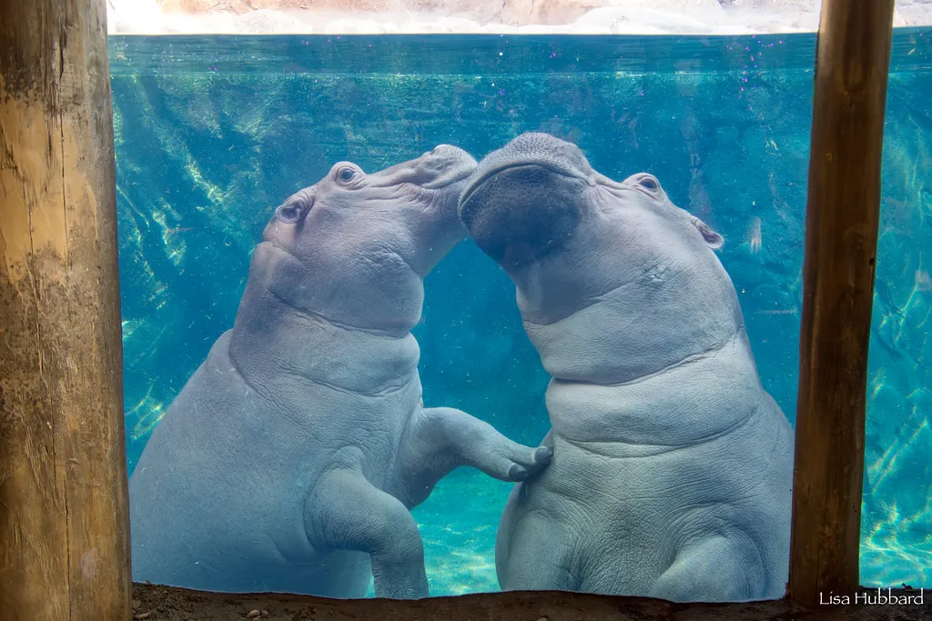 hippos fiona and fritz under water