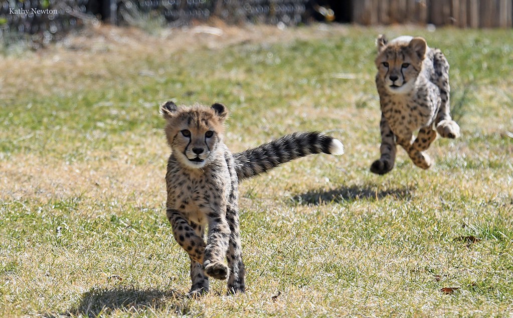 cheetah cubs running