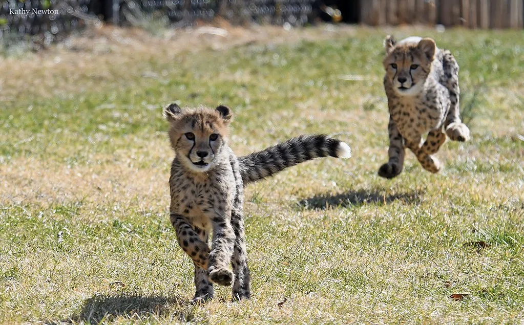 cheetah cubs running