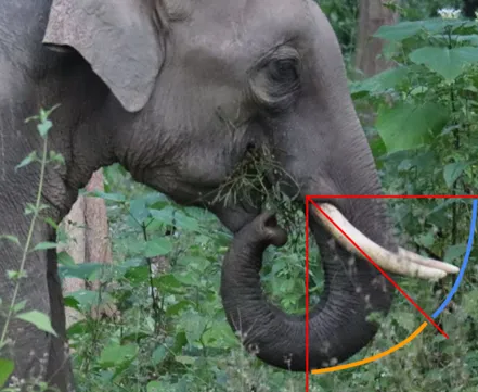elephant in asia