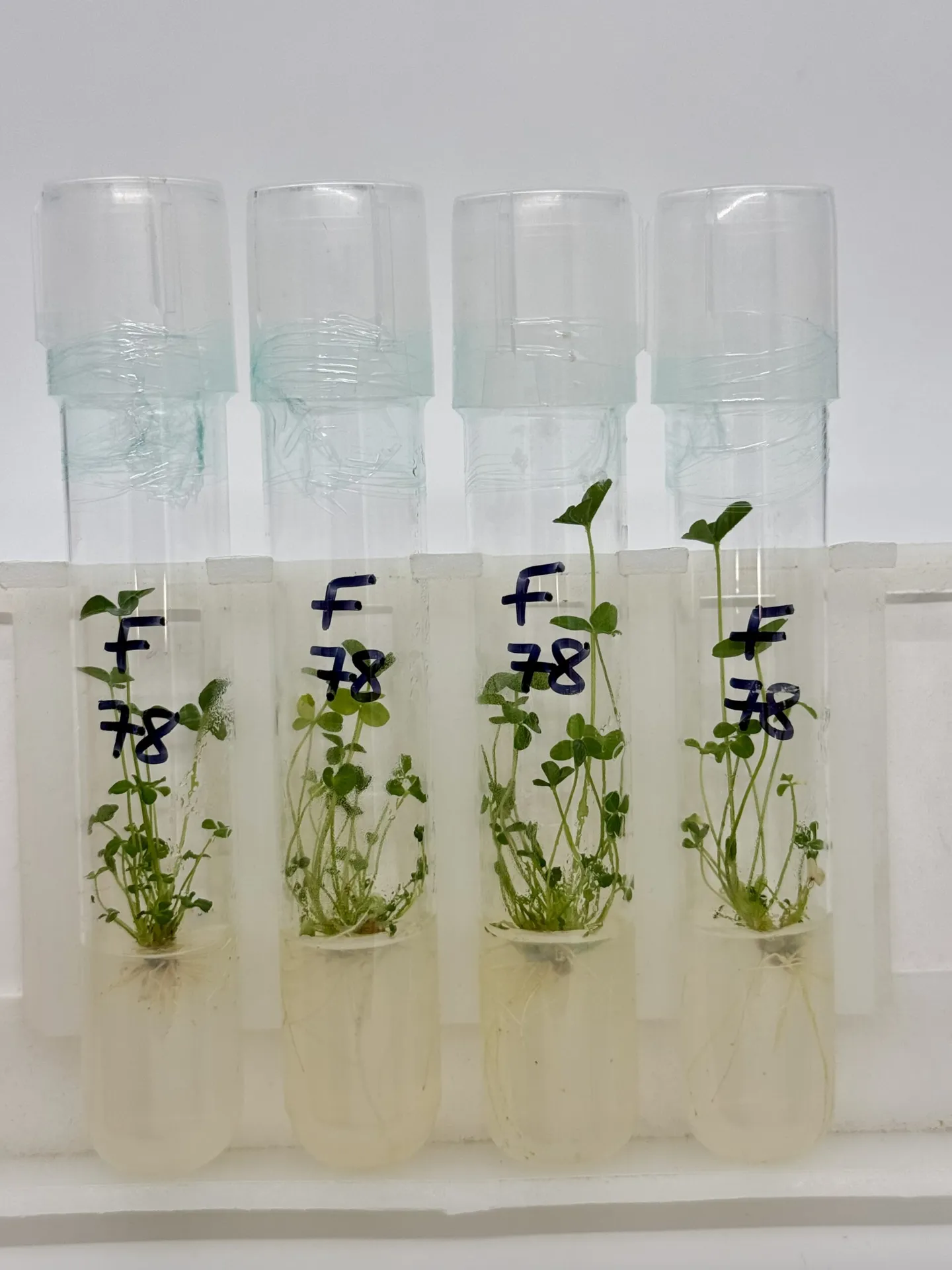 test tube plants