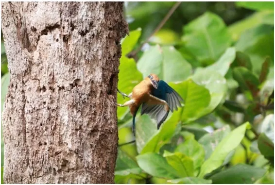 Sihek’s Comeback: A New Chapter in the Guam Kingfisher Recovery
