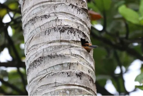Tutuhan in cavity - photo credit Martin Kastner