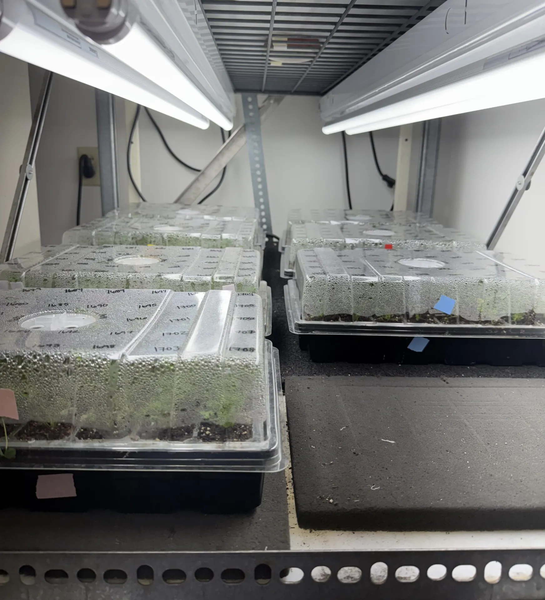 Trifolium being acclimatized