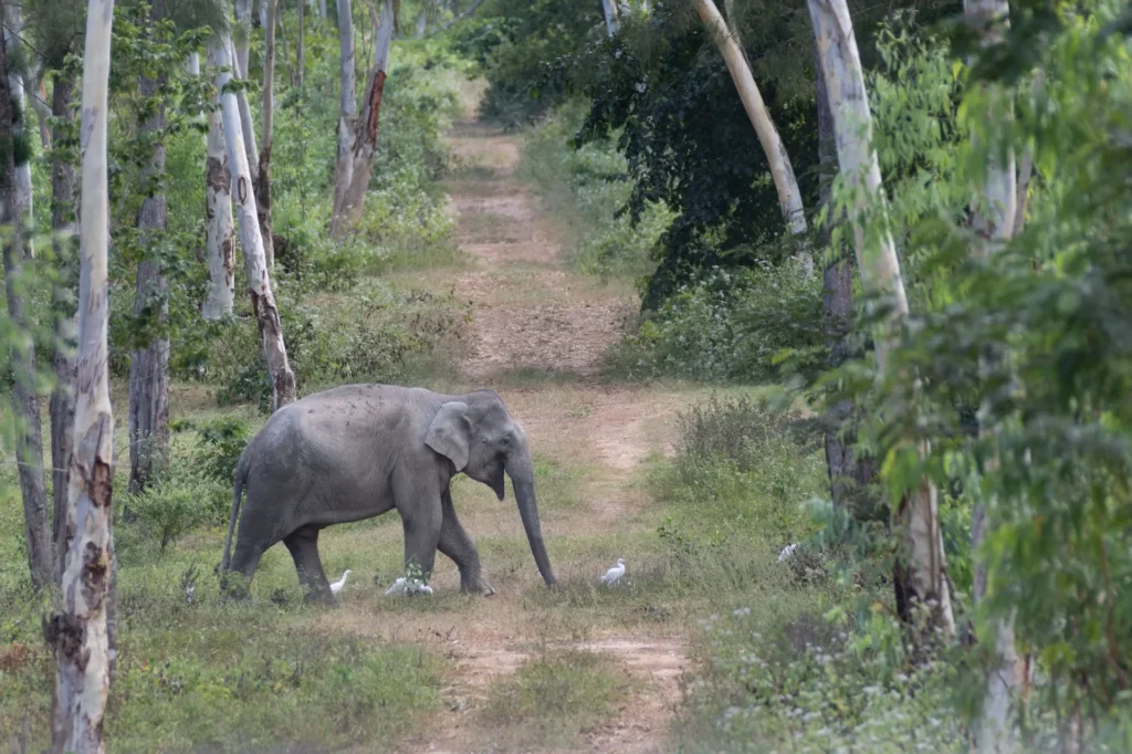elephant in asia
