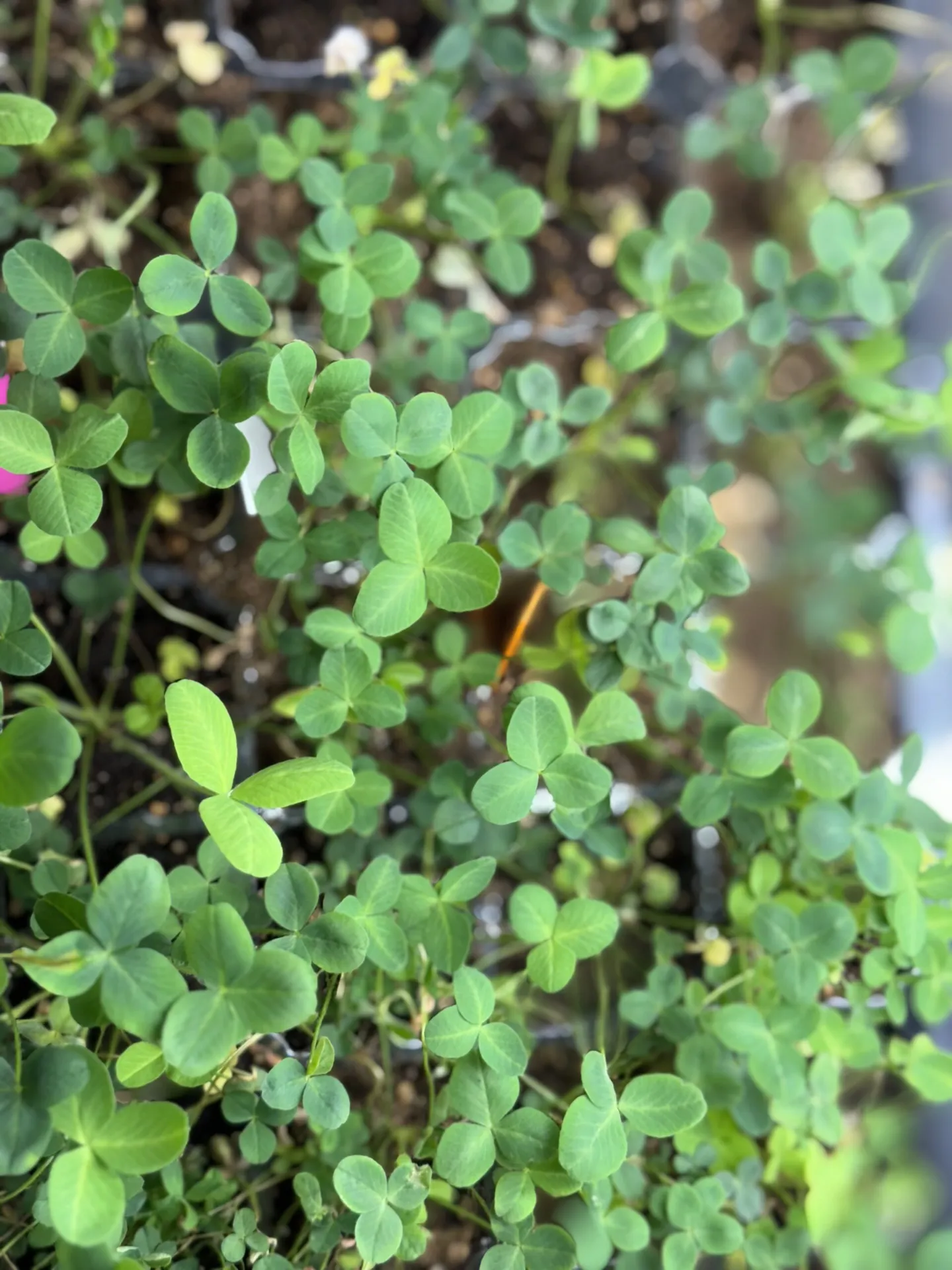Clover, Conservation, and a Little Luck: A Springtime Success Story!