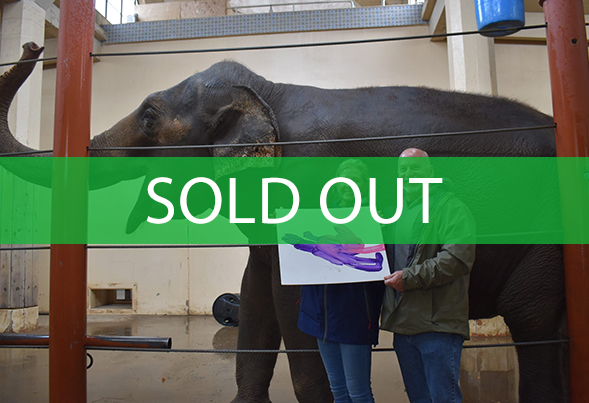 elephant extravaganza sold out