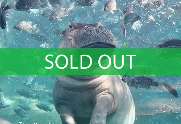 hanging with the hippos sold out