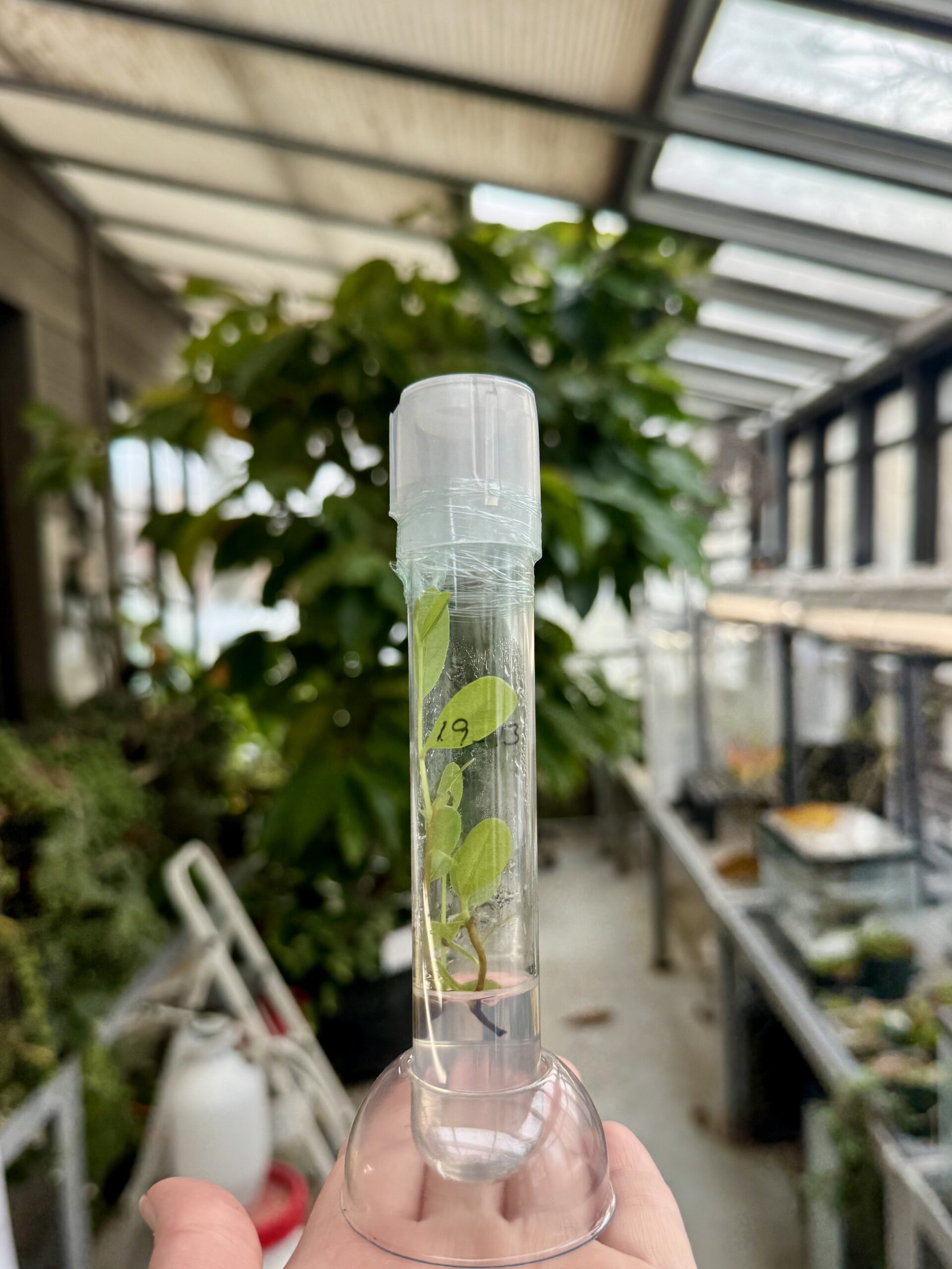 Saving Species, One Pawpaw at a Time!