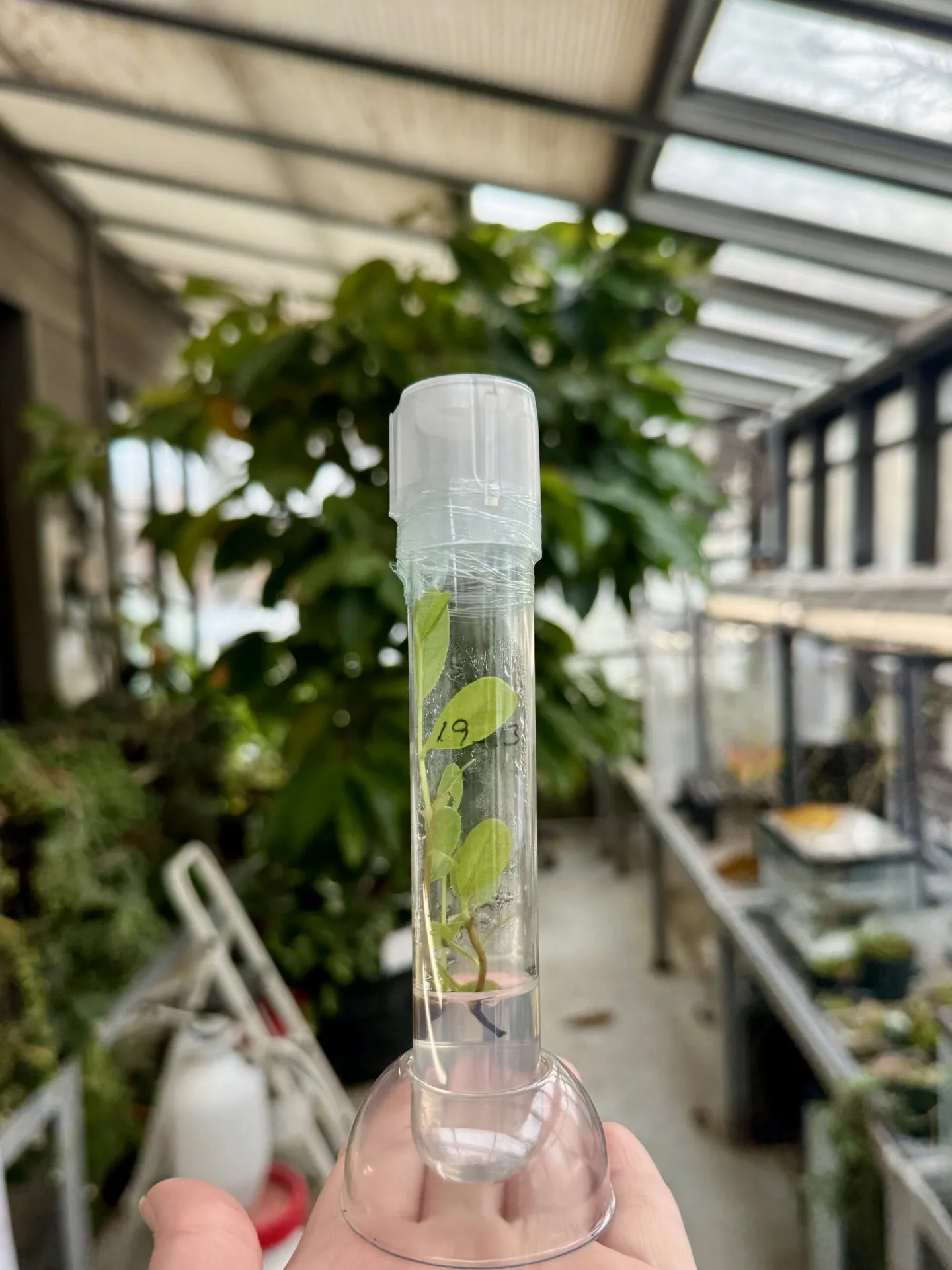 Pawpaw greenhouse