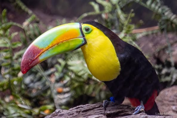 Keel-billed Toucan
