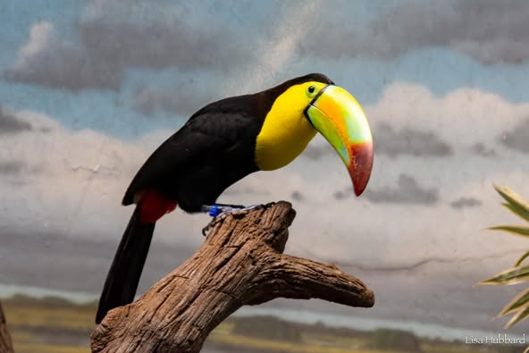 Keel-billed Toucan