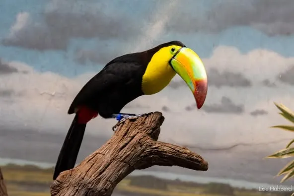 Keel-billed Toucan