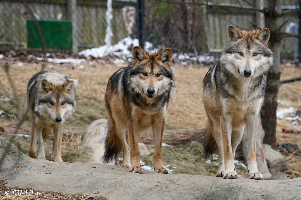 mexican wolves