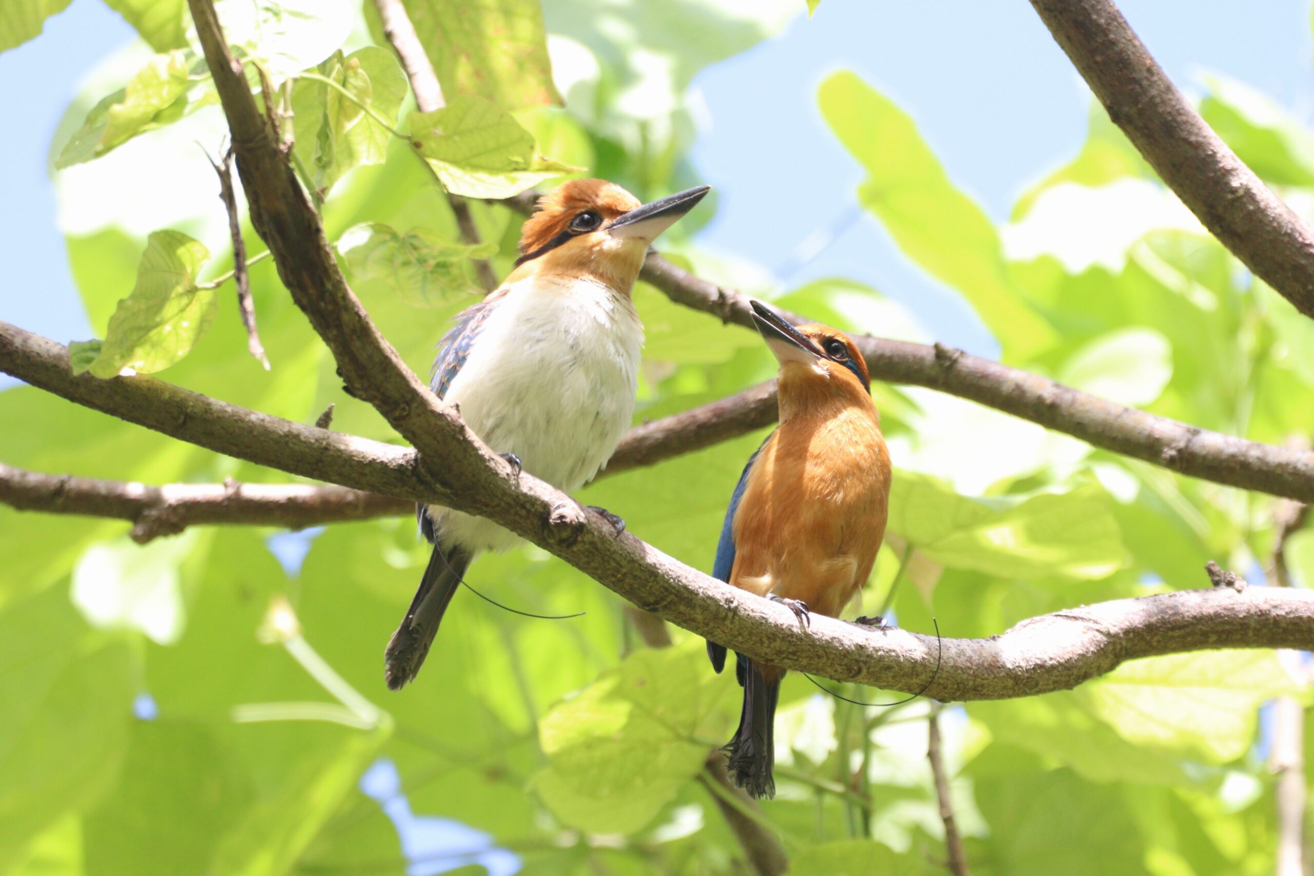 ‘Extinct in the Wild’ Bird Closer to Losing that Designation After Released Sihek Produce Eggs