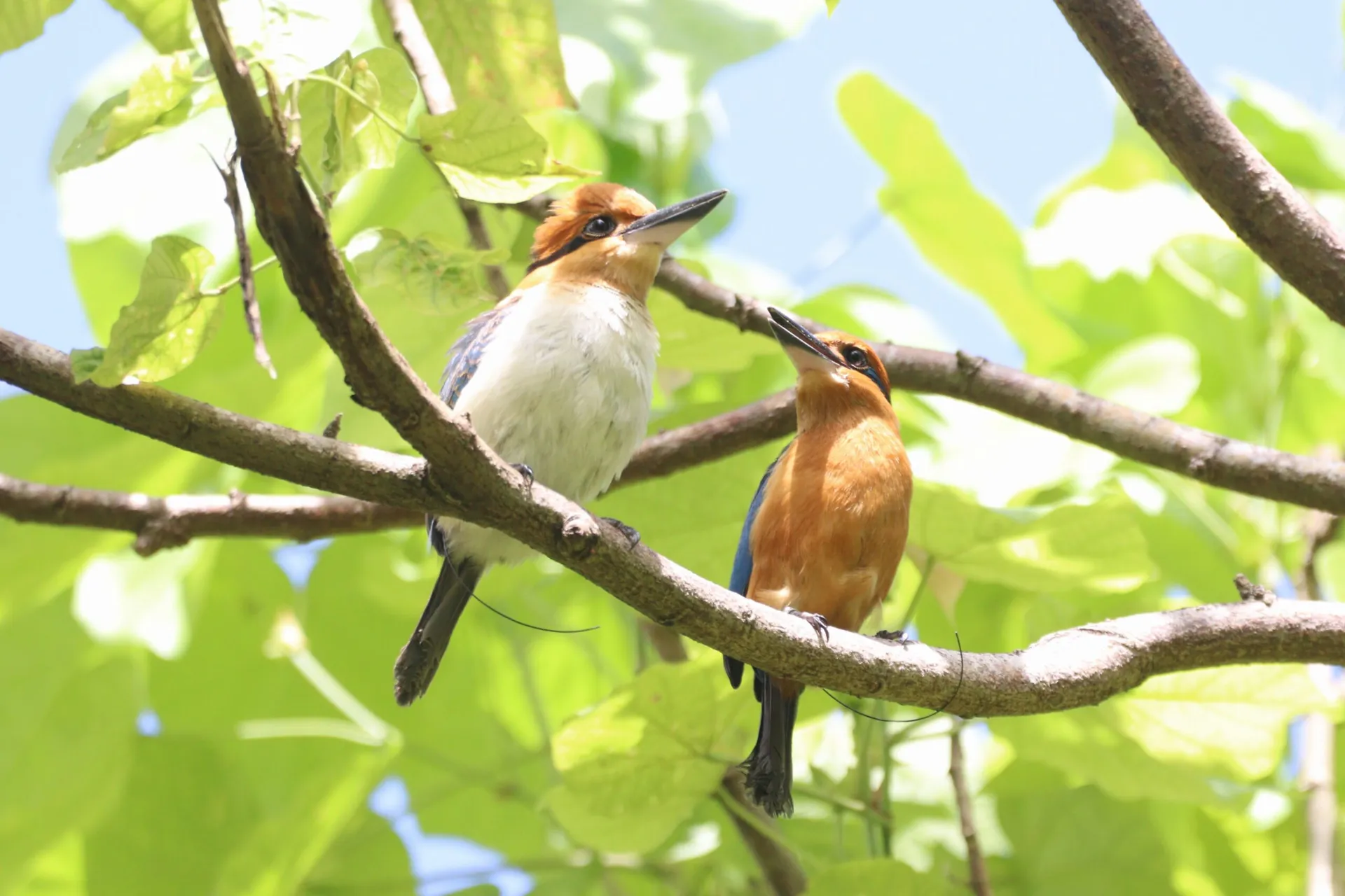 ‘Extinct in the Wild’ Bird Closer to Losing that Designation After Released Sihek Produce Eggs