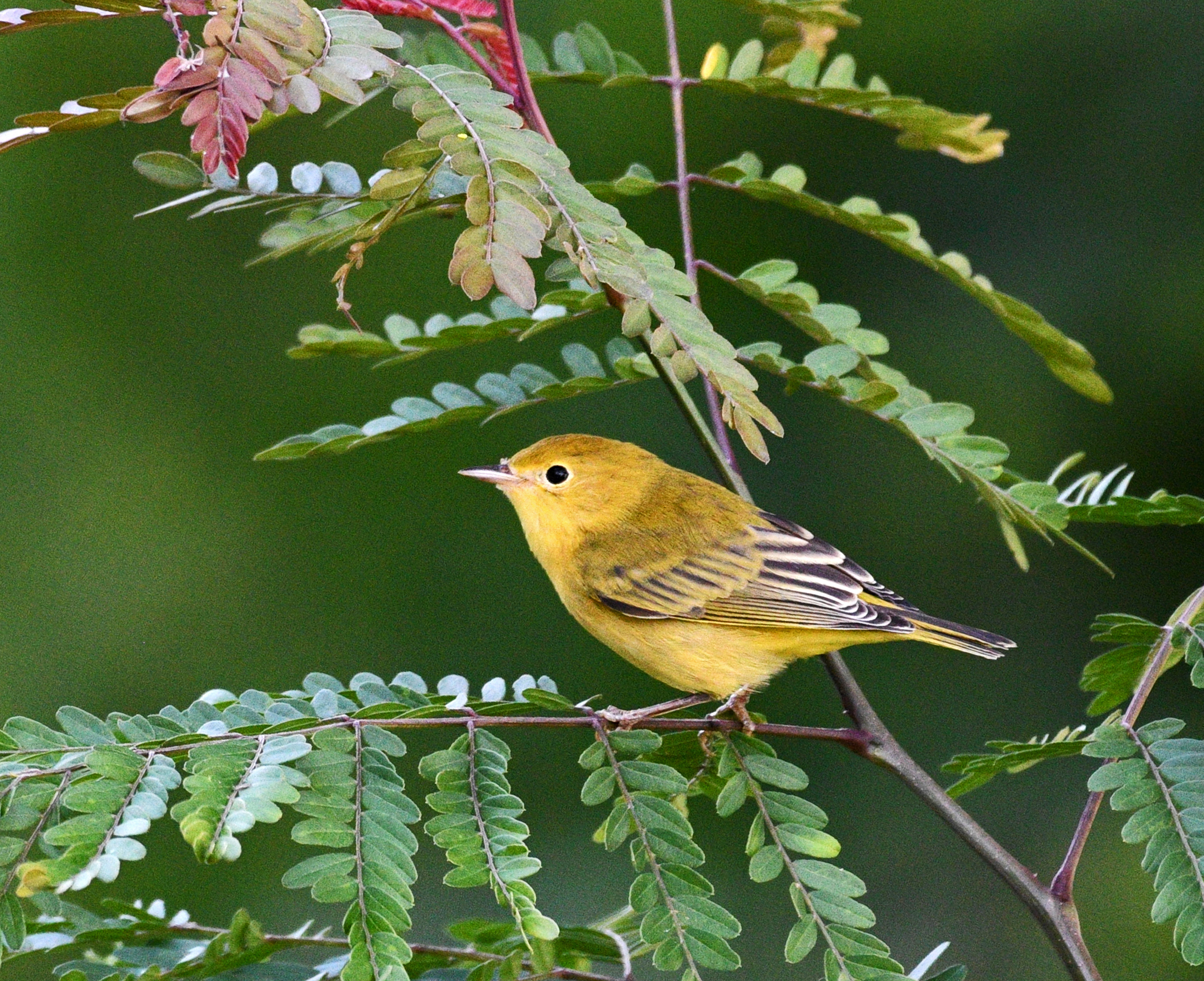 warbler migratory bird