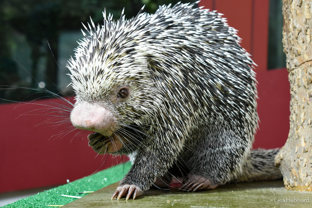 rico porcupine