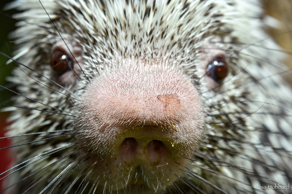 rico porcupine