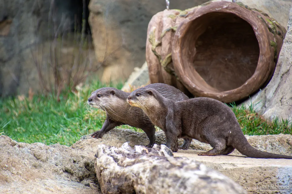 otter at simang point