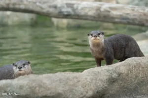 otter at simang point